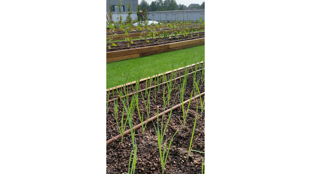 Tetto verde edificio industriale Roofingreen