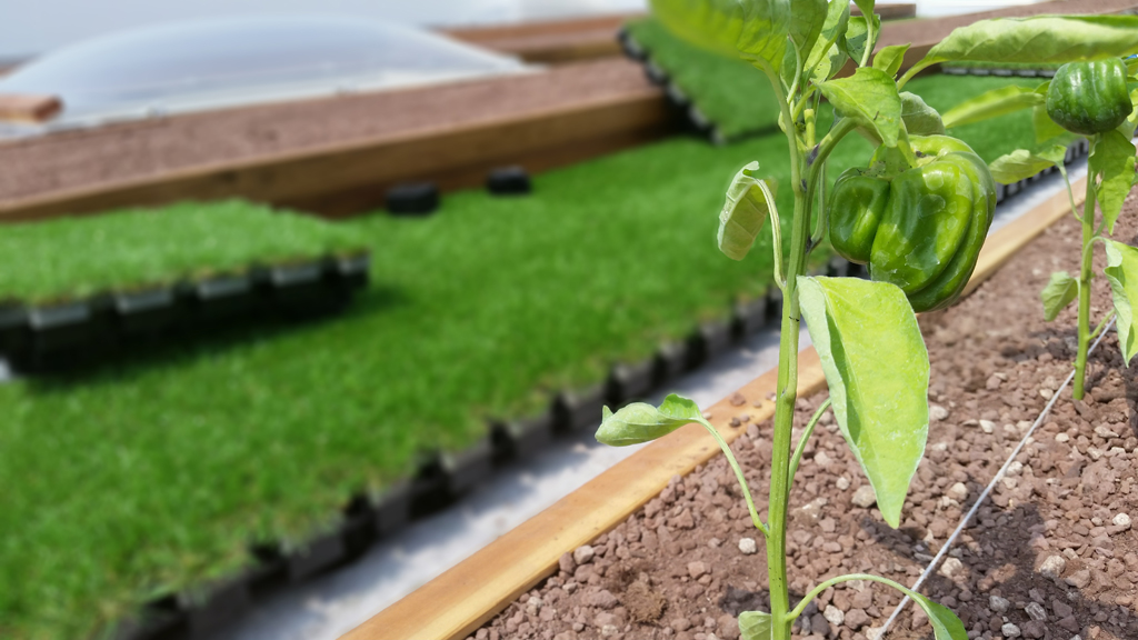 Architettura Industriale Roofingreen