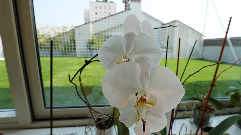 Roofingreen tetto verde panoramico The Number 6